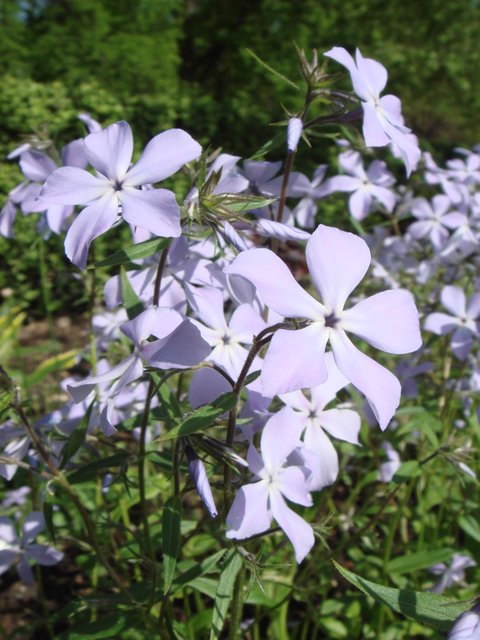 Phlox divaricatus fleur